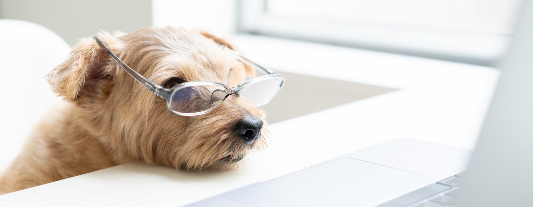 a dog wearing glasses