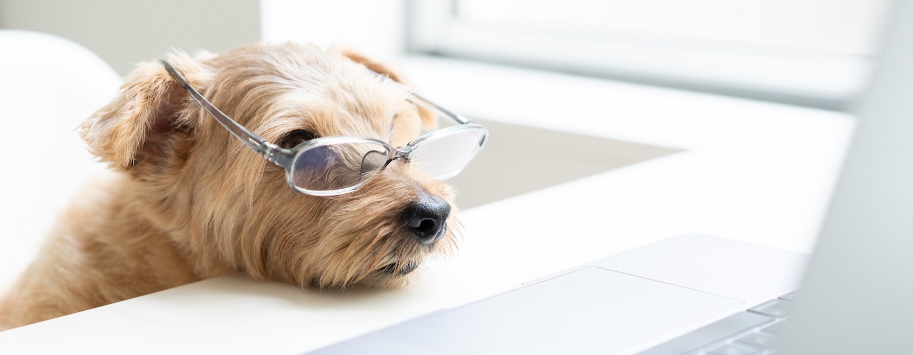 a dog wearing glasses